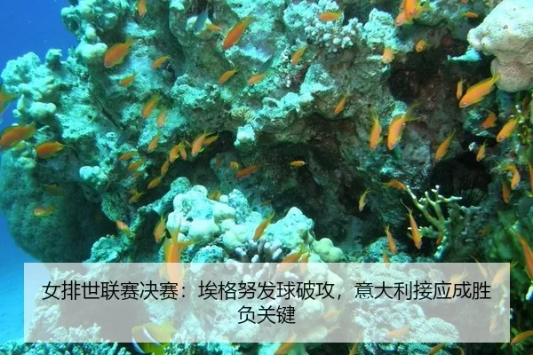 女排世联赛决赛：埃格努发球破攻，意大利接应成胜负关键